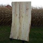 Spalted Elm
