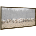 Lambs