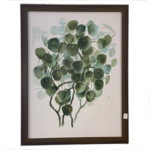 Pilea Peperomiodes