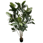 Broad Leaf tree - Image 2