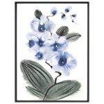 Orchid